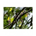 Cercis chinensis 'Avondale' - Gainier de Chine