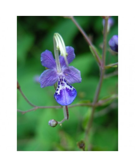 Caryopteris divaricata