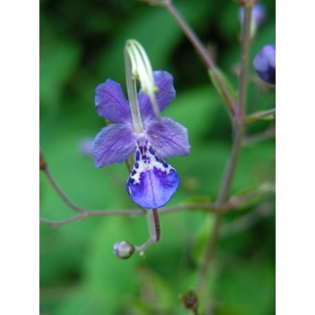 Caryopteris divaricata