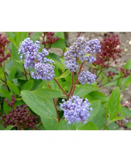 Ceanothus pallidus x 'Marie Blue' ®- lilas de Californie