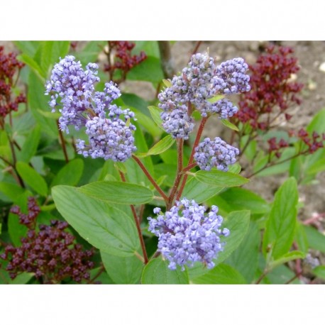 Ceanothus pallidus x 'Marie Blue' ®- lilas de Californie