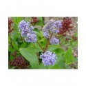 Ceanothus pallidus x 'Marie Blue' ®- lilas de Californie