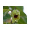 Chimonanthus praecox - Chimonanthe précoce