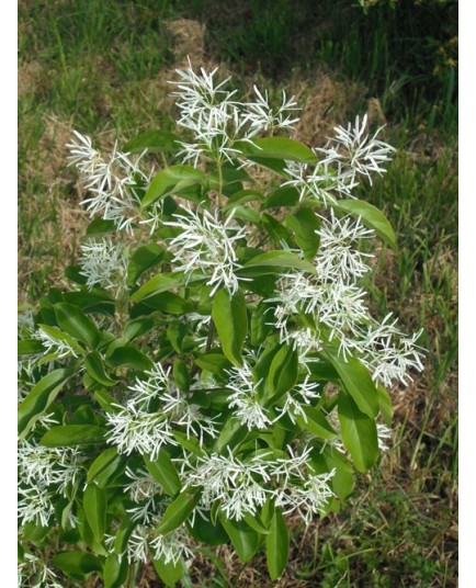 Chionanthus virginicus - Arbre de neige
