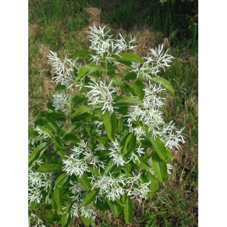 Chionanthus virginicus - Arbre de neige