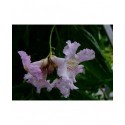 Chitalpa x tashkentensis 'Summerbells'