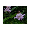 Chitalpa x tashkentensis 'Summerbells'