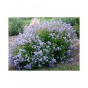 Ceanothus pallidus x 'Marie Blue' ®- lilas de Californie