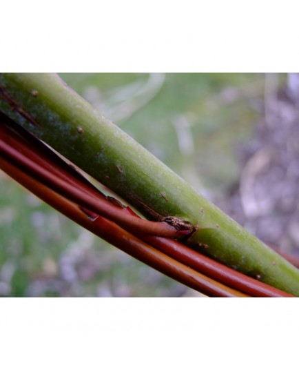 Chosenia arbutifolia