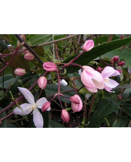 Clematis armandii 'Apple Blossom' - Clematite