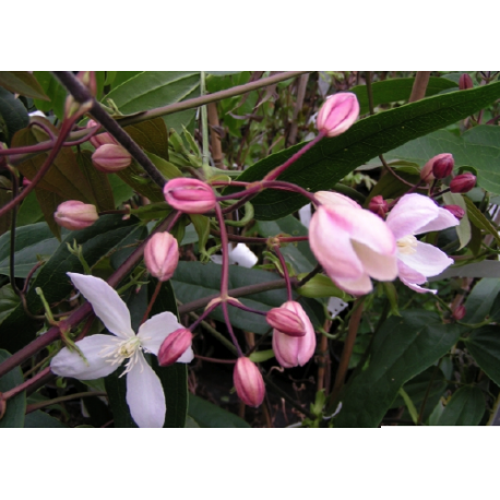 Clematis armandii 'Apple Blossom' - Clematite