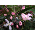 Clematis armandii 'Apple Blossom' - Clematite