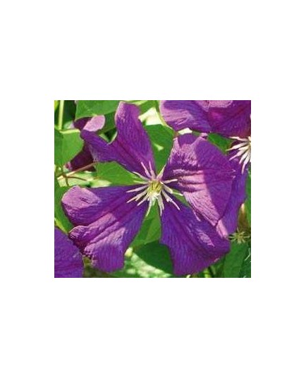 Clematis viticella 'Etoile Violette' - Clematite