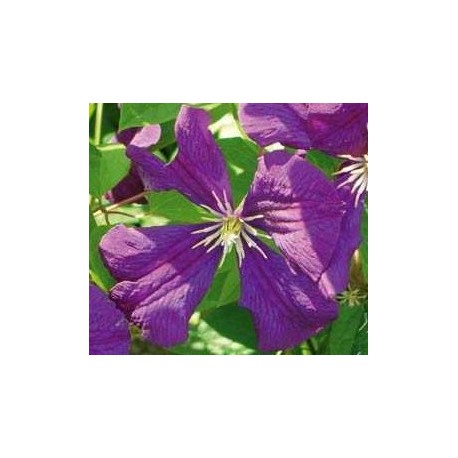 Clematis viticella 'Etoile Violette' - Clematite