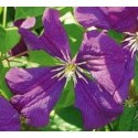 Clematis viticella 'Etoile Violette' - Clematite