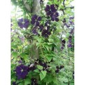 Clematis viticella 'Etoile Violette' - Clematite