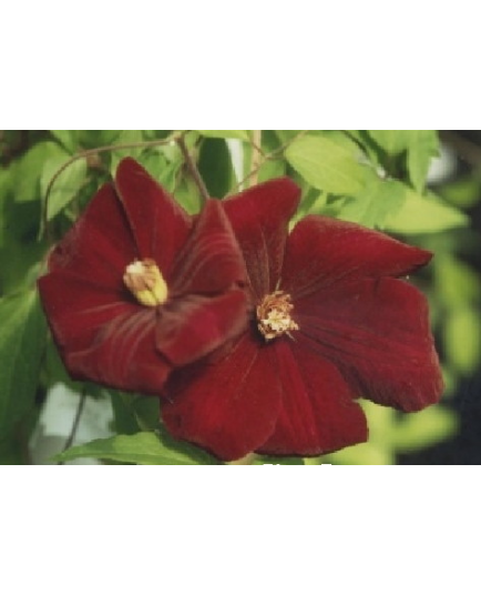Clematis 'Rouge Cardinal' - Clematite
