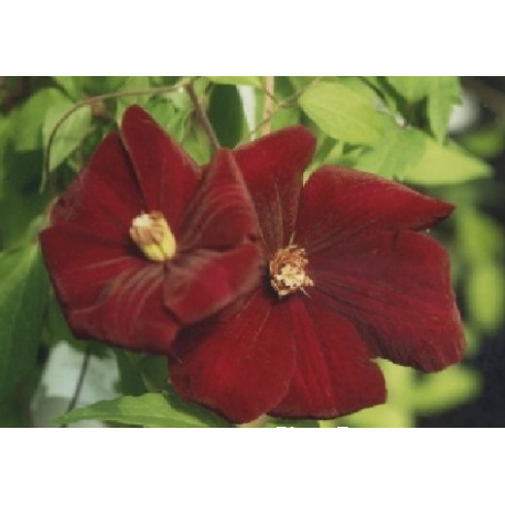 Clematis 'Rouge Cardinal' - Clematite