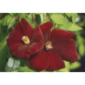 Clematis 'Rouge Cardinal' - Clematite