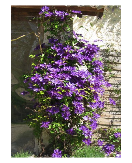 Clematis 'The President' - Clematite