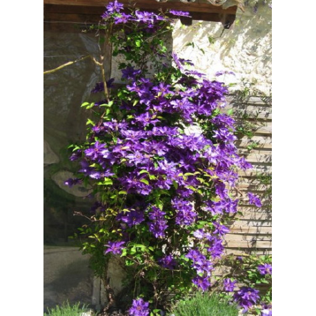 Clematis 'The President' - Clematite