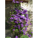 Clematis 'The President' - Clematite