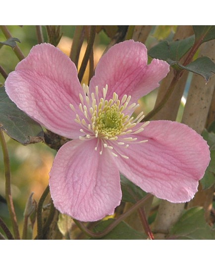 Clematis montana 'Tetrarose' - Clématite