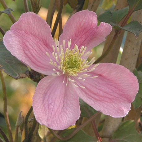 Clematis montana 'Tetrarose' - Clématite