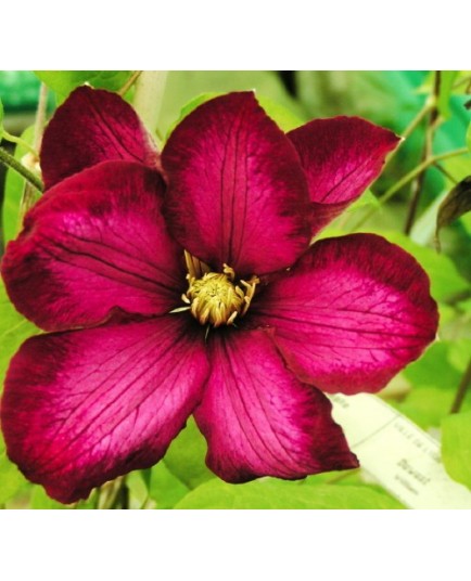 Clematis 'Ville de Lyon' - Clematite