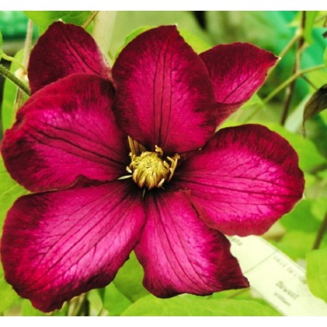 Clematis 'Ville de Lyon' - Clematite