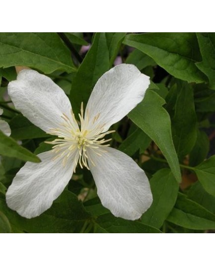 Clematis montana var rubens 'Superba'- Clematite