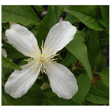 Clematis montana var rubens 'Superba'- Clematite