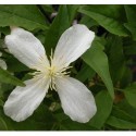 Clematis montana var rubens 'Superba'- Clematite