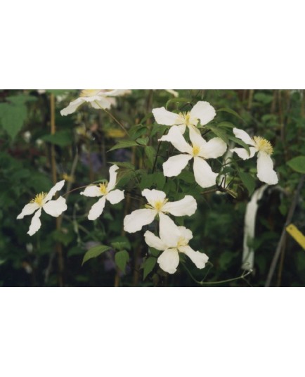 Clematis montana f. grandiflora - Clematite à fleur blanche