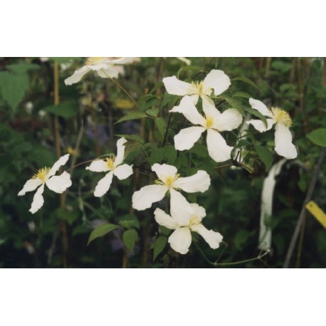 Clematis montana f. grandiflora - Clematite à fleur blanche