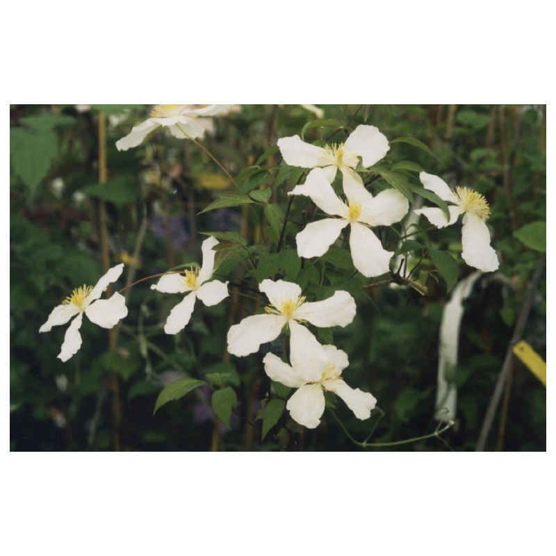Clematis montana f. grandiflora - Clematite à fleur blanche