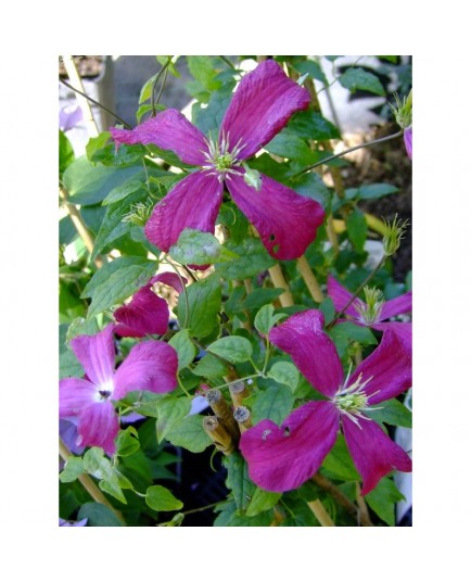 Clematis viticella 'Me Julia Correvon'