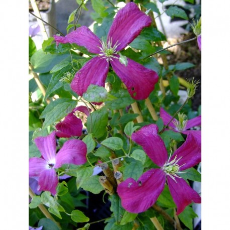 Clematis viticella 'Me Julia Correvon'