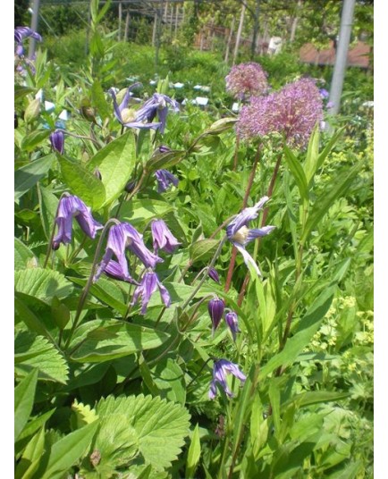 Clematis integrifolia - Clematite