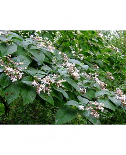 Clerodendrum trichotomum - clérodendrons, arbre du clergé