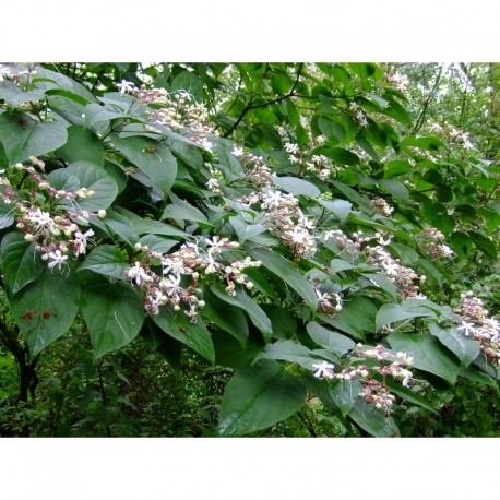 Clerodendrum trichotomum - clérodendrons, arbre du clergé