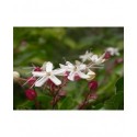 Clerodendrum trichotomum - clérodendrons, arbre du clergé