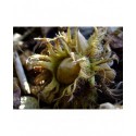 Corylus colurna - Coudrier de Byzance