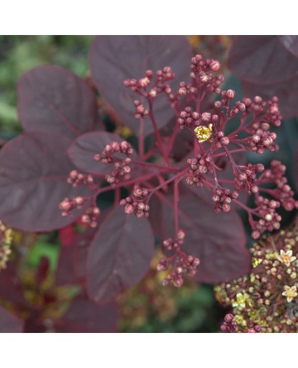 Cotinus coggygria 'Royal Purple' - Arbre à perruque