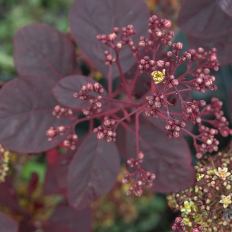 Cotinus coggygria 'Royal Purple' - Arbre à perruque