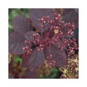 Cotinus coggygria 'Royal Purple' - Arbre à perruque