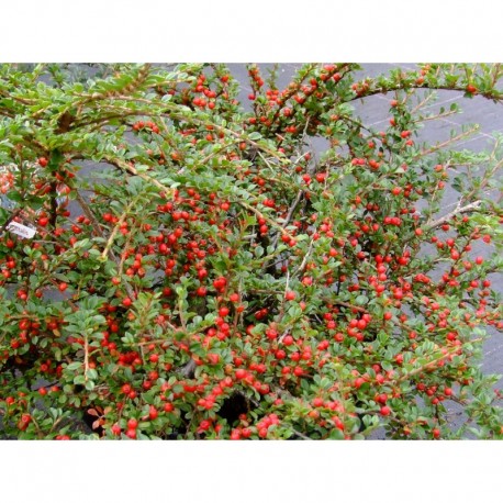 Cotoneaster horizontalis 'Variegata'