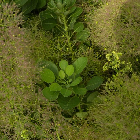 Cotinus coggygria 'Young Lady' ®