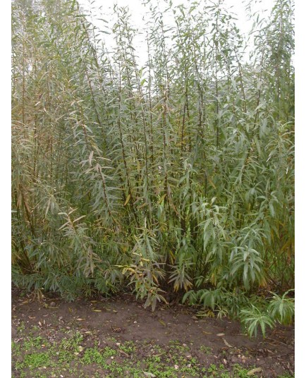 Salix rubra x 'Pyramidalis' - saule