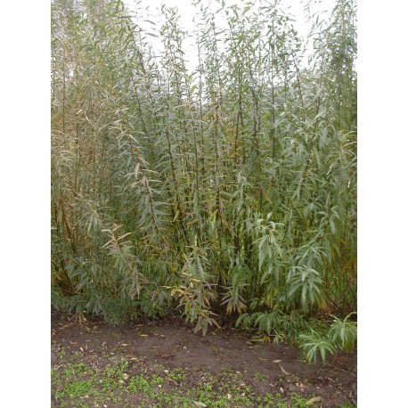 Salix rubra x 'Pyramidalis' - saule